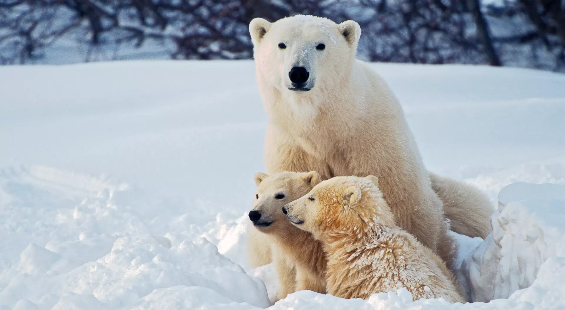 Polar Bear with Cubs