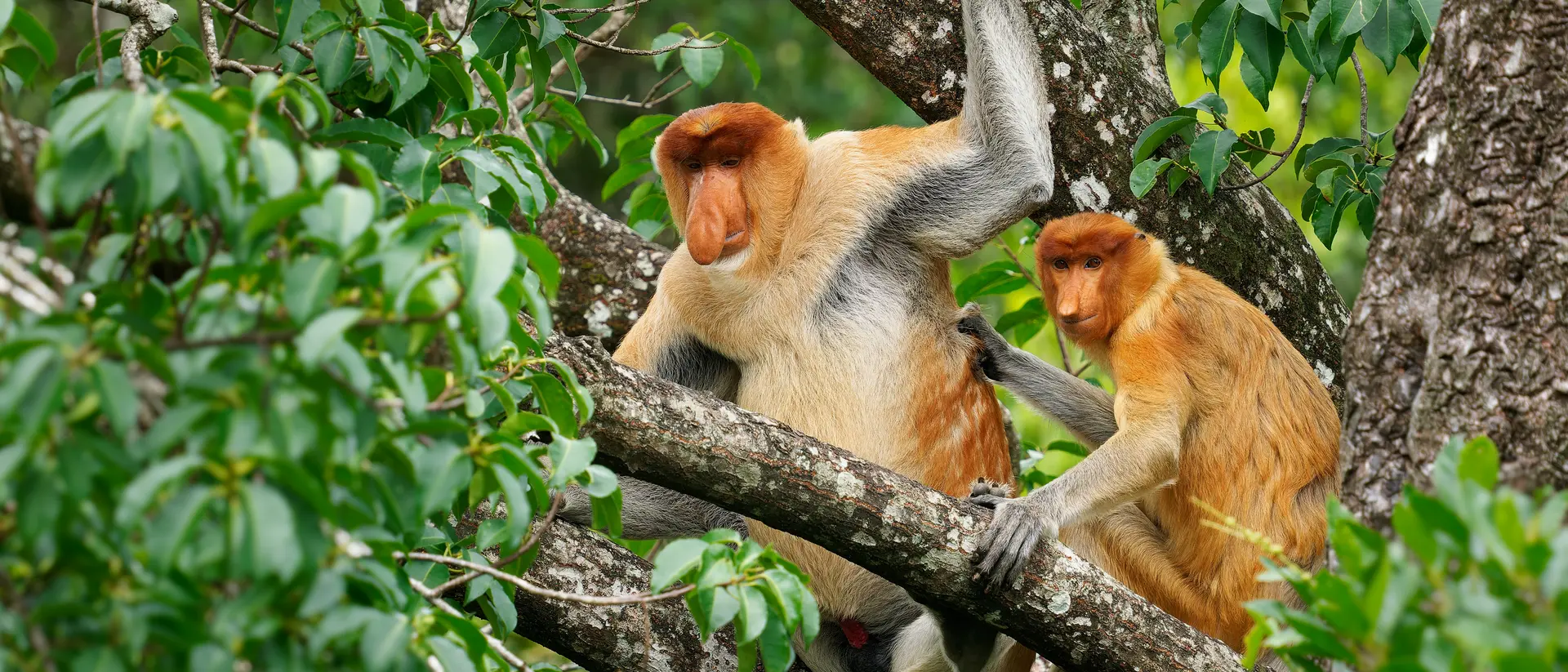 Proboscis Long-nosed Monkey