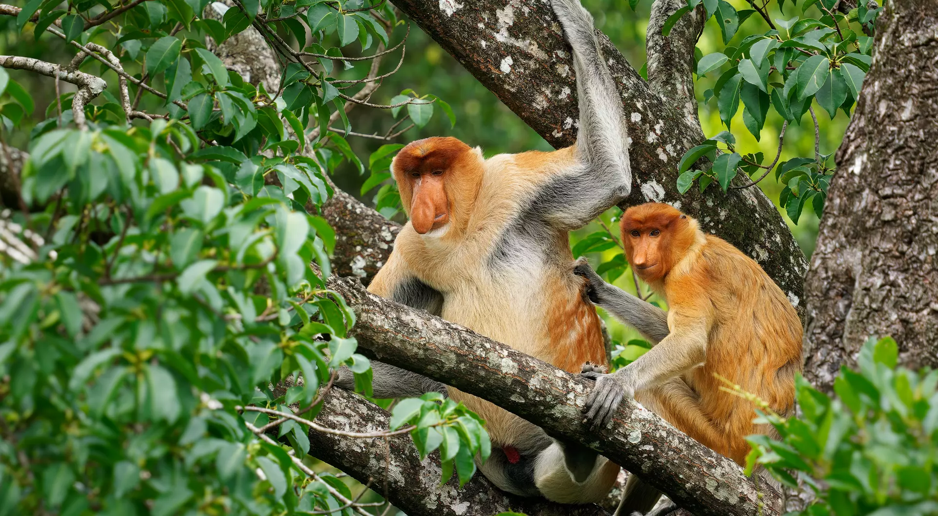 Proboscis Long-nosed Monkey