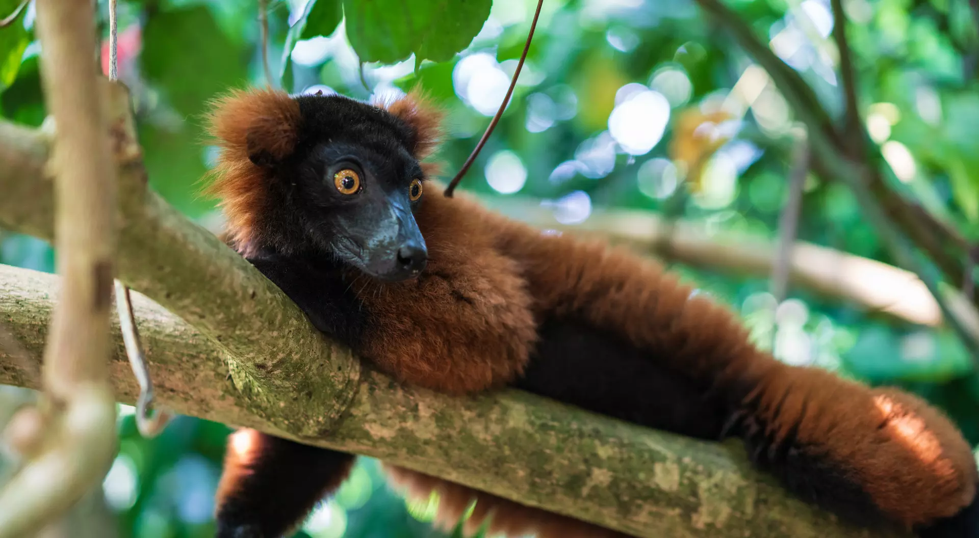 Red Ruffed Lemur
