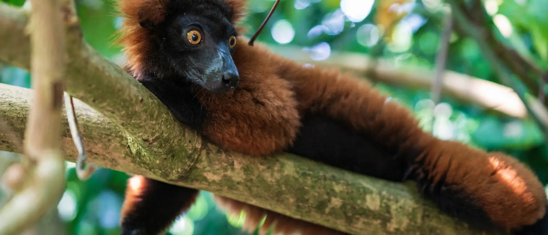 Red Ruffed Lemur