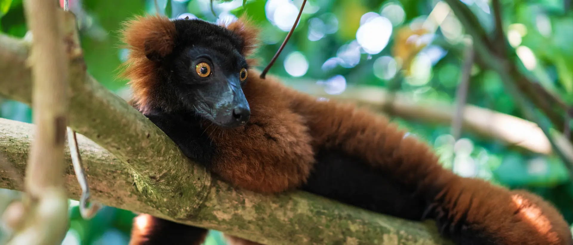 Red Ruffed Lemur