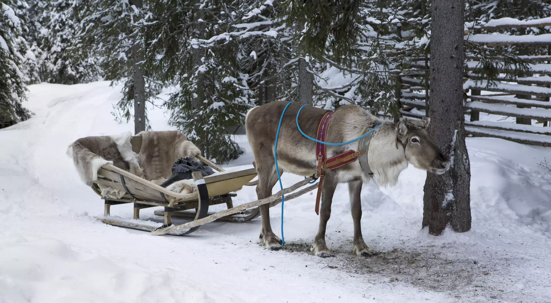 Reindeer Safari