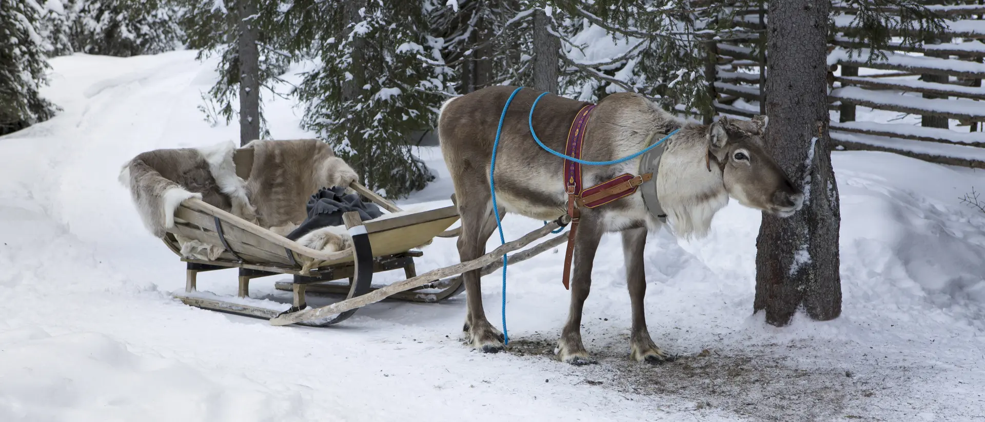 Reindeer Safari