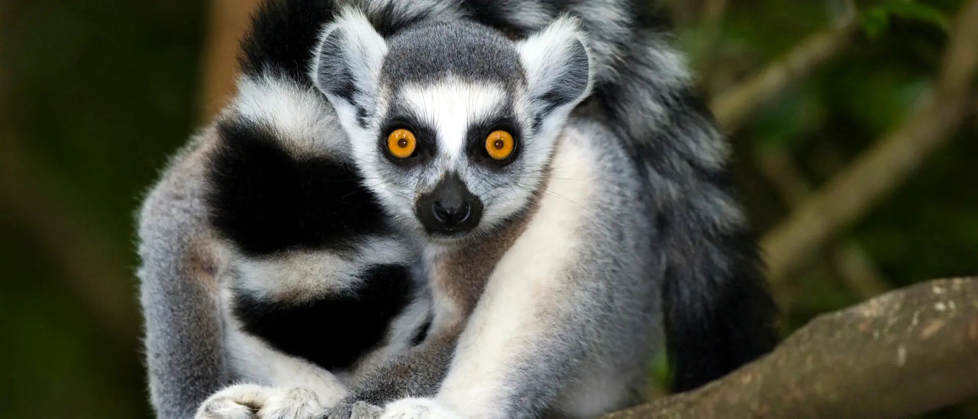 Ring-tailed lemur