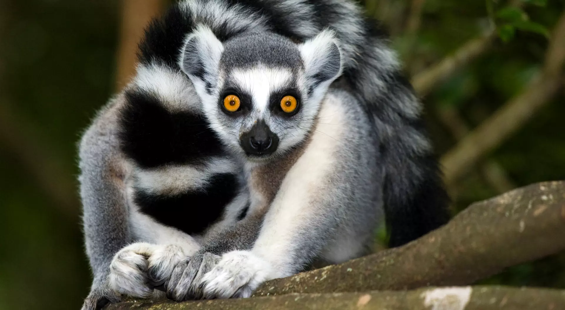 Ring-tailed lemur