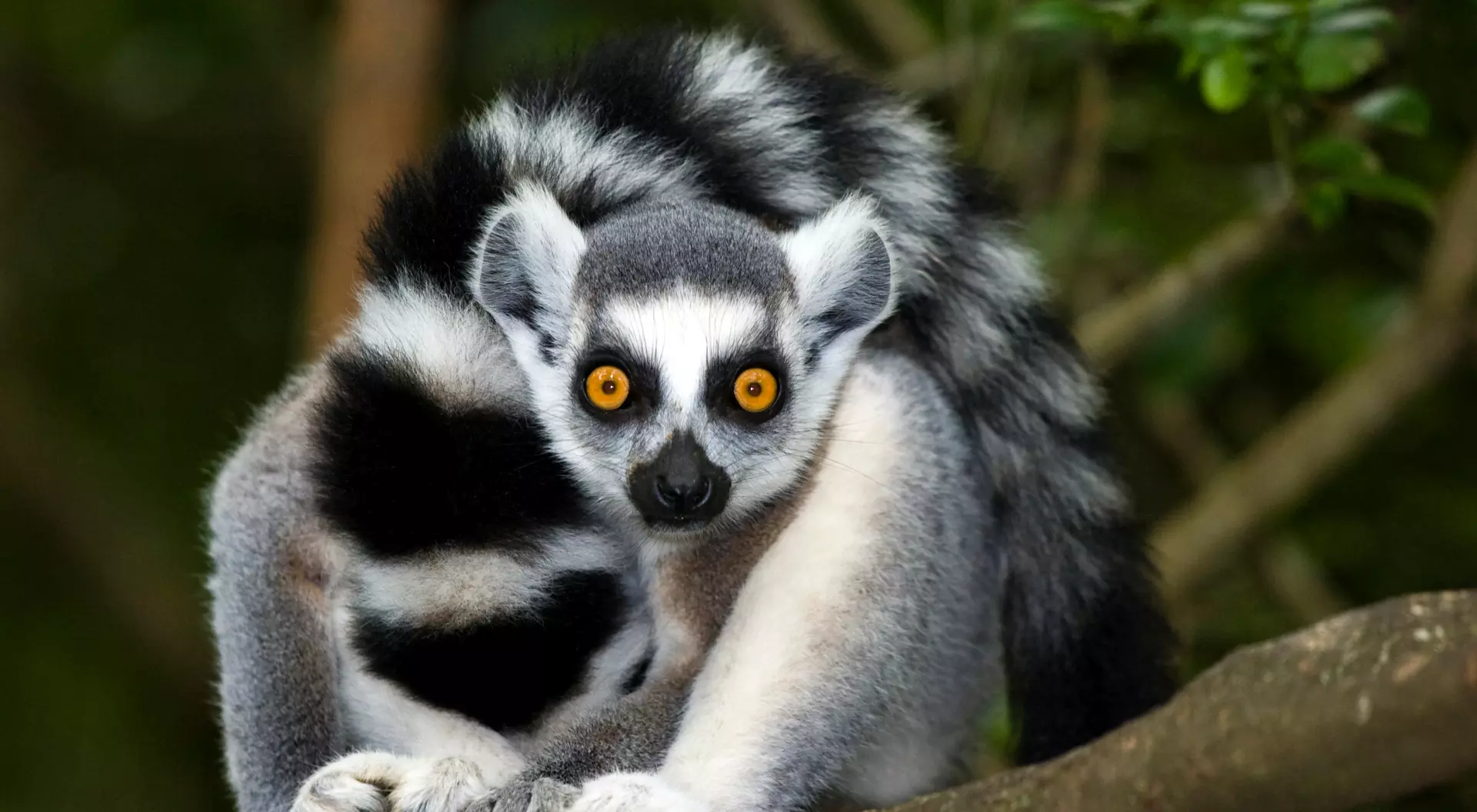 Ring-tailed lemur