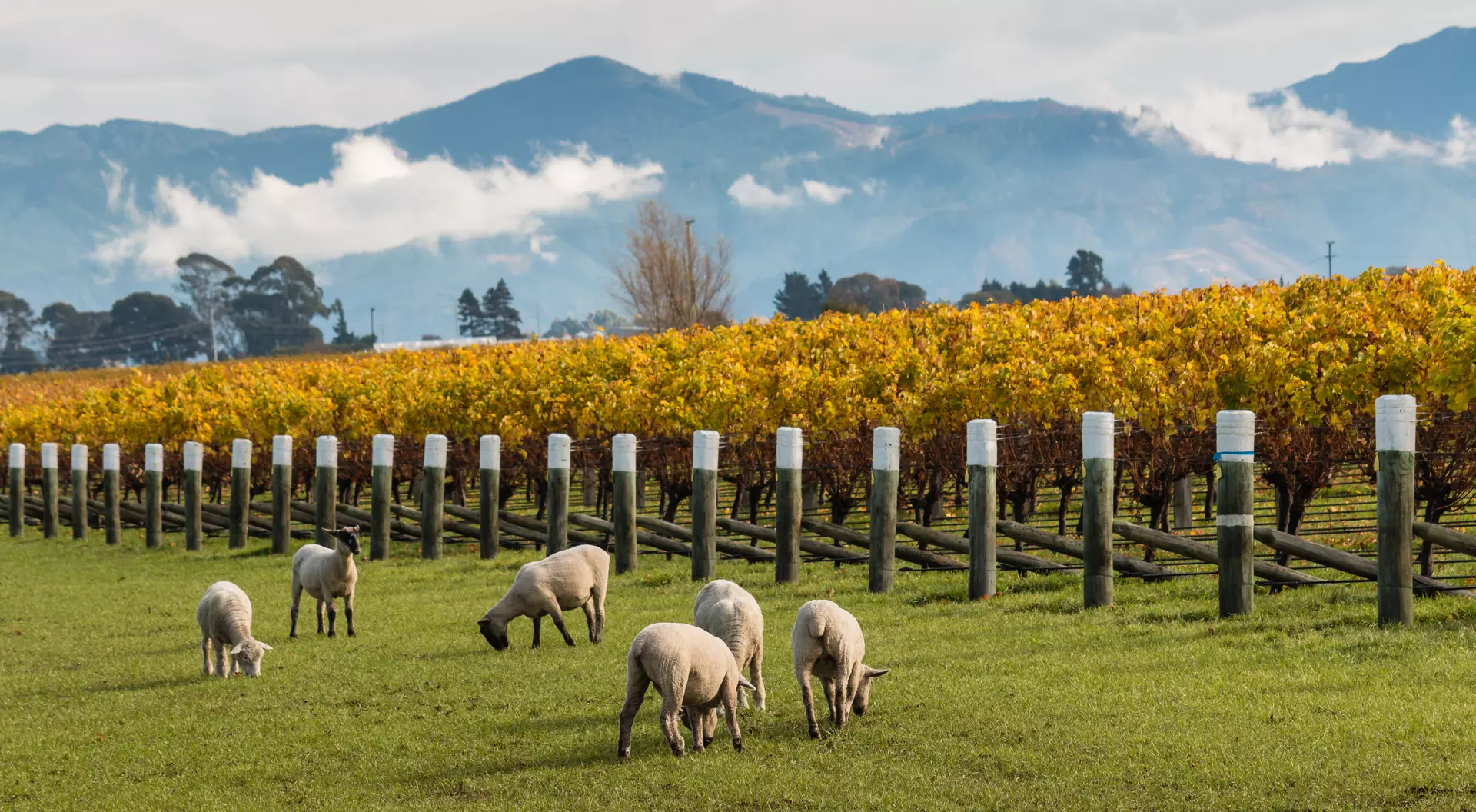 Explore New Zealand's Vineyards