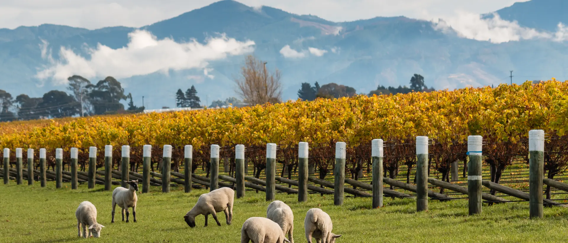 Explore New Zealand's Vineyards