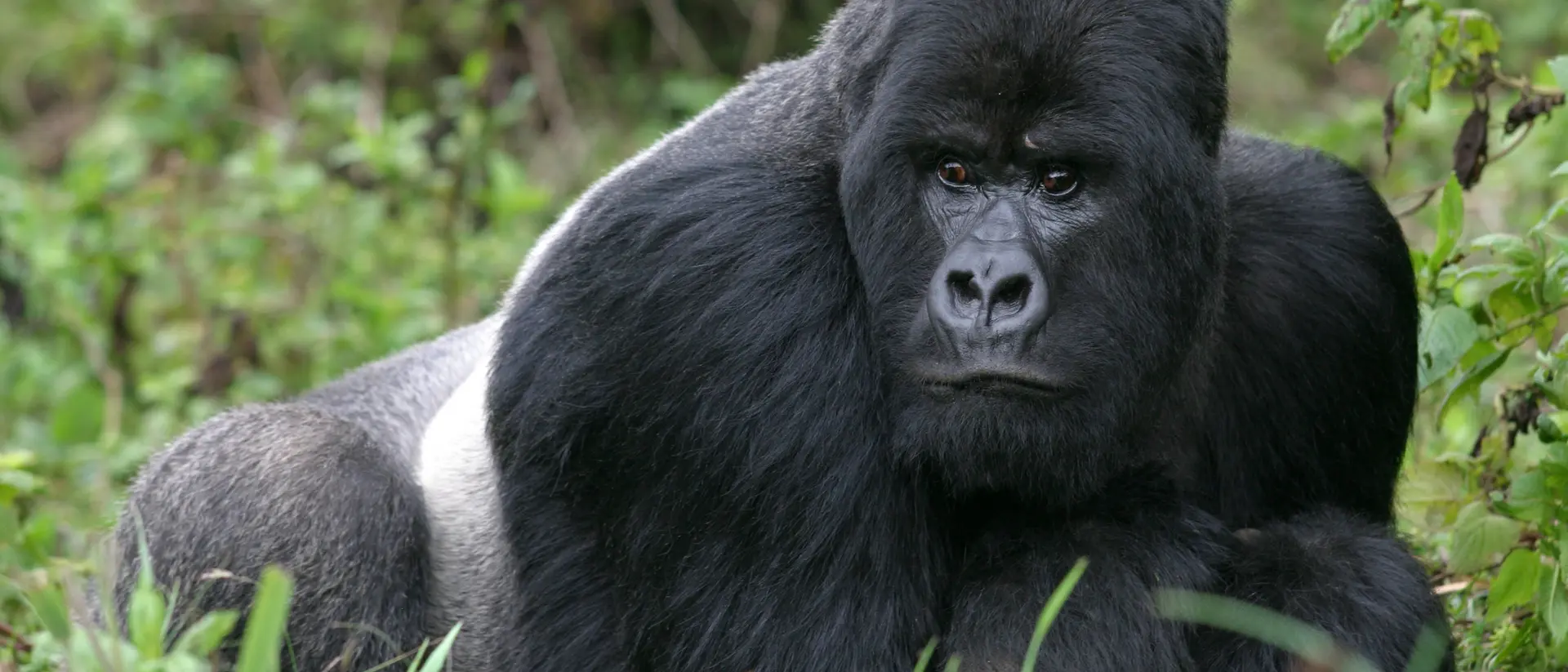 Silverback, Rwanda