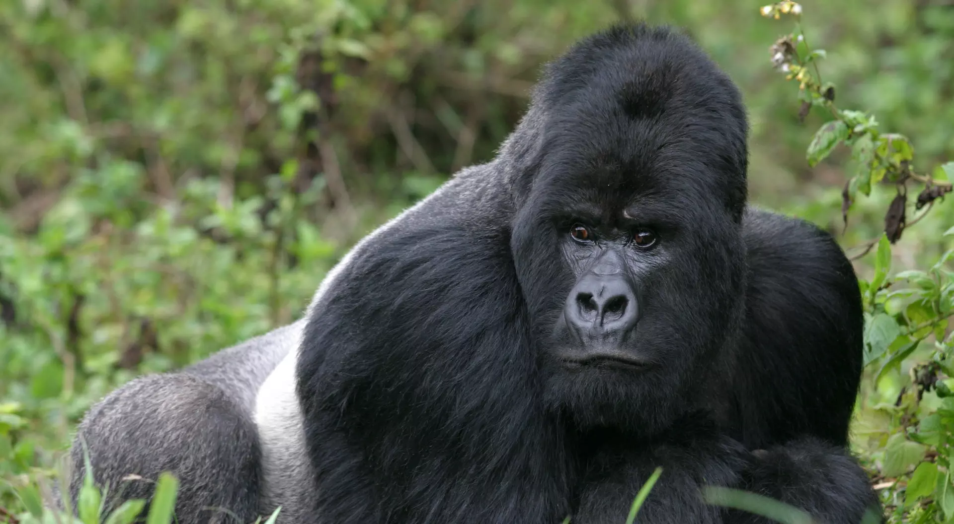 Silverback, Rwanda