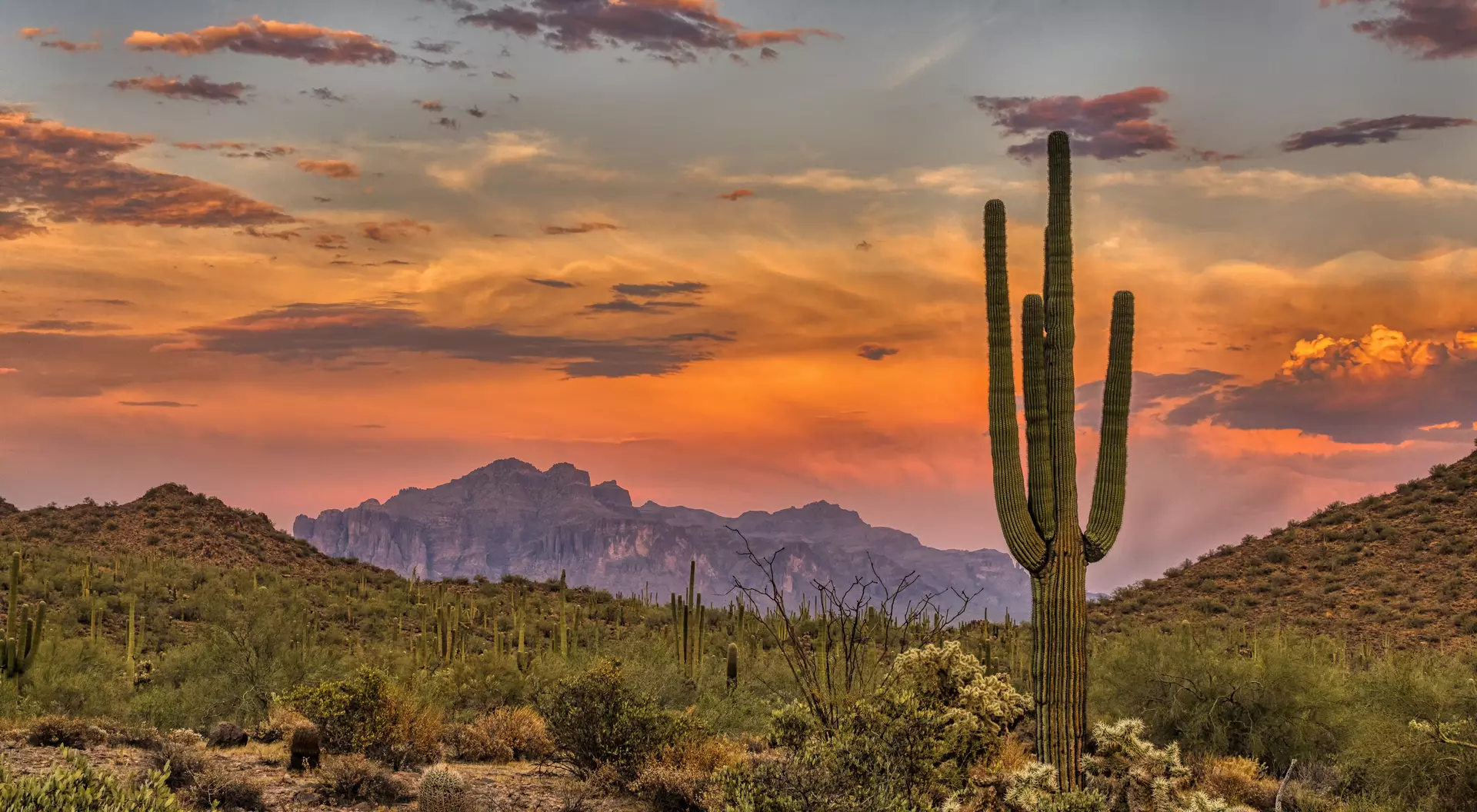 Sonoran Desert, Arizona