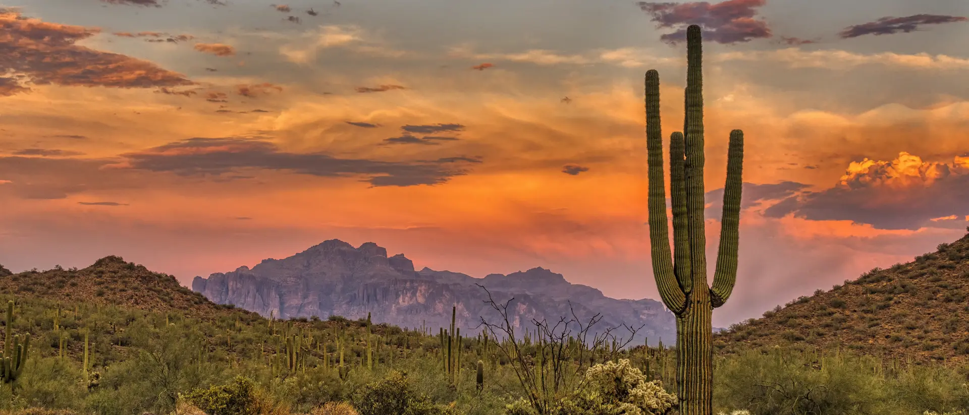 Sonoran Desert, Arizona