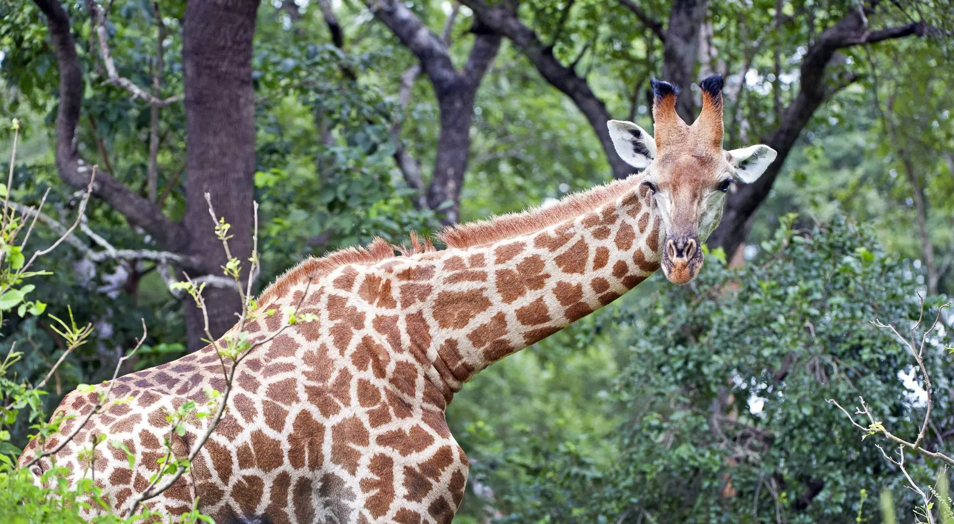 South African Giraffe