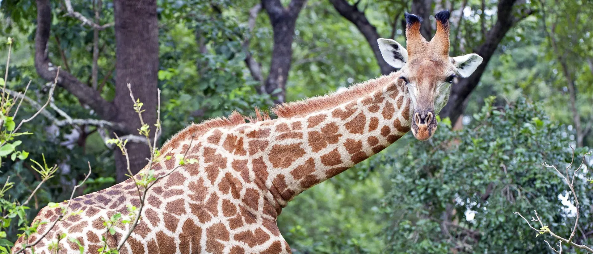 South African Giraffe
