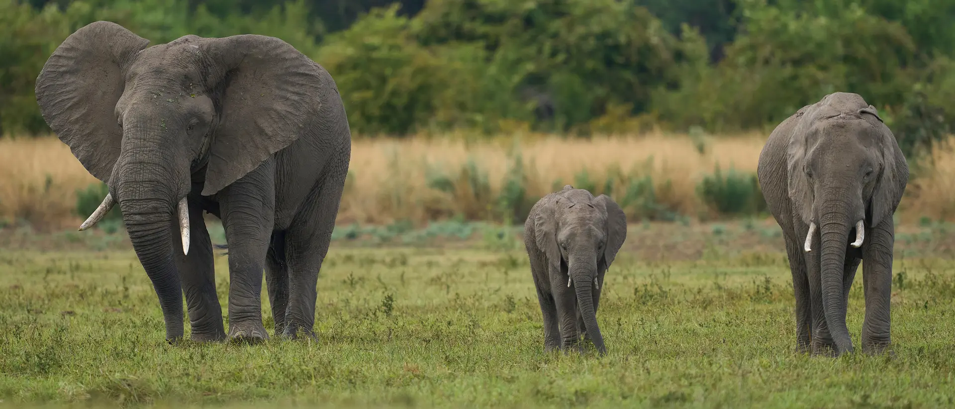 South Luangwa National Park