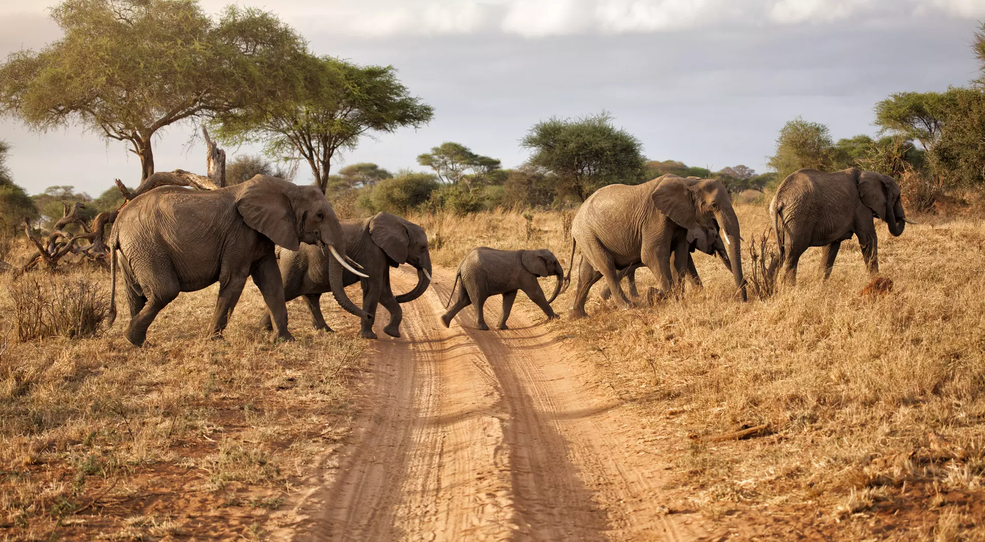 Tarangire National Park