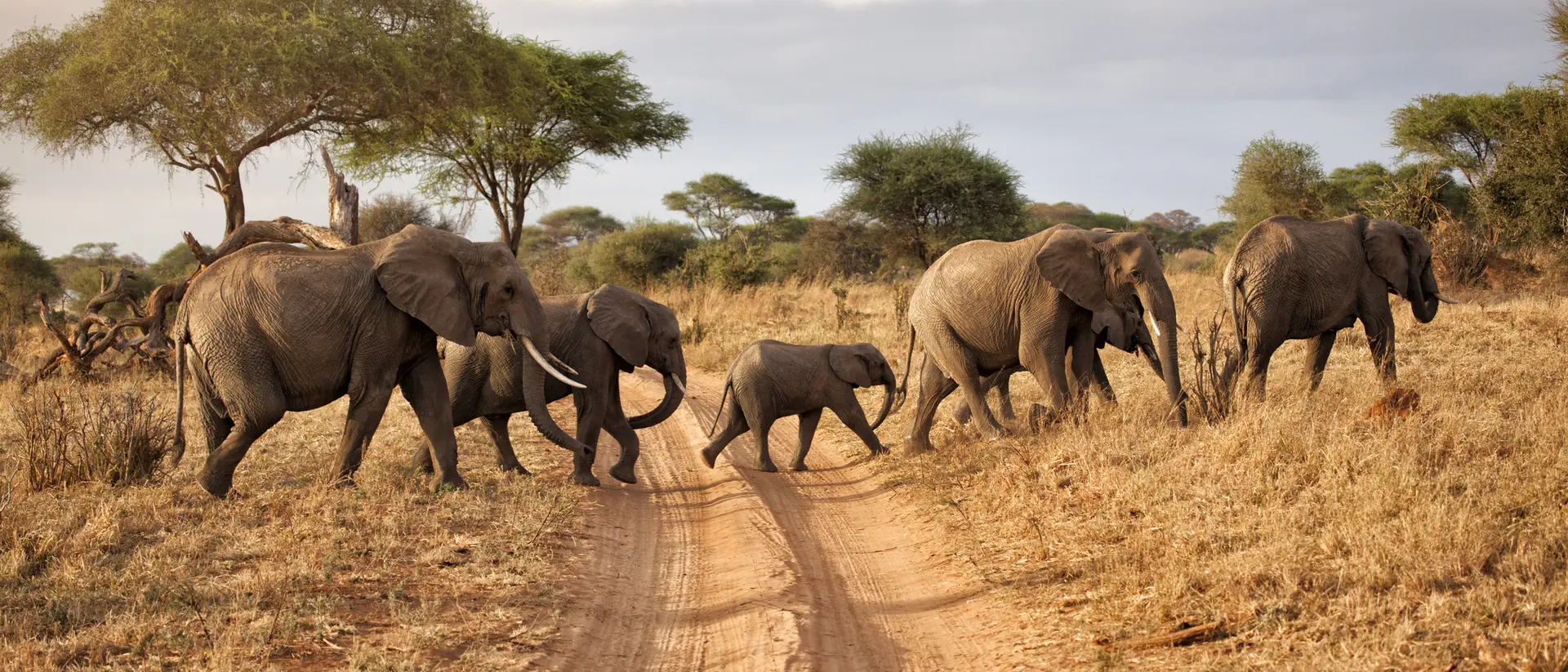 Tarangire National Park