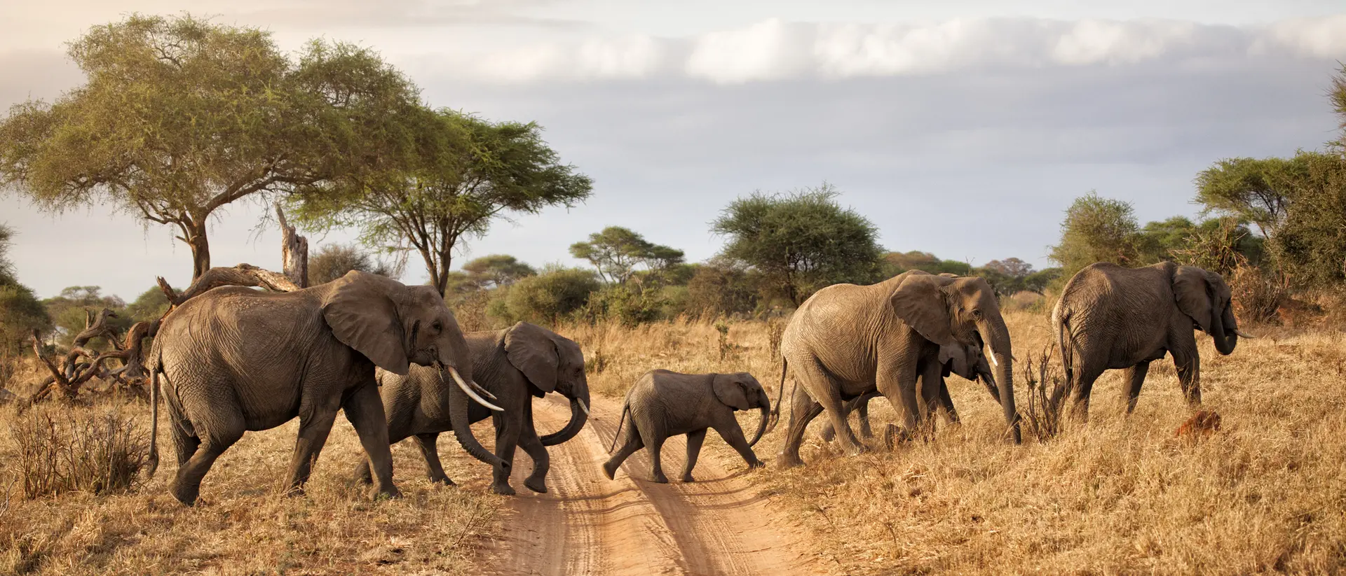 Tarangire National Park
