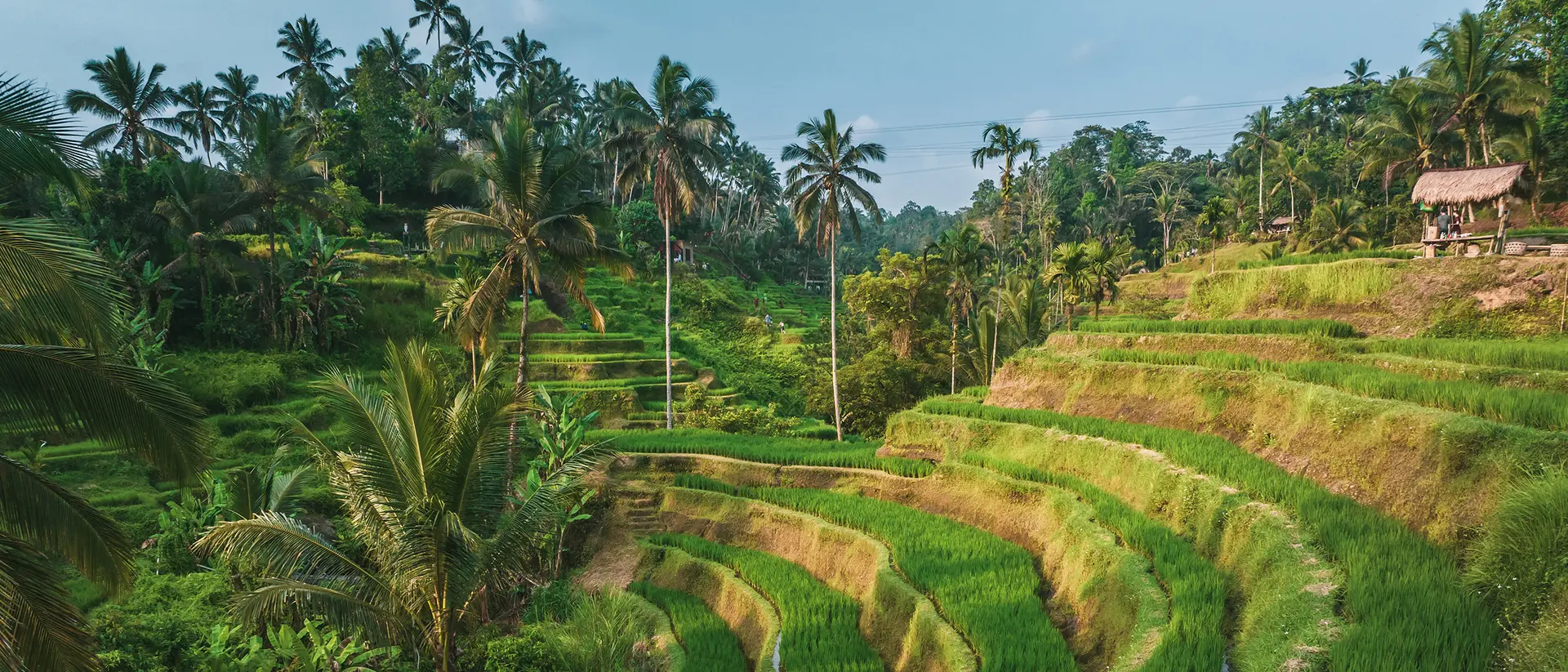 Tegalalang Rice Terraces