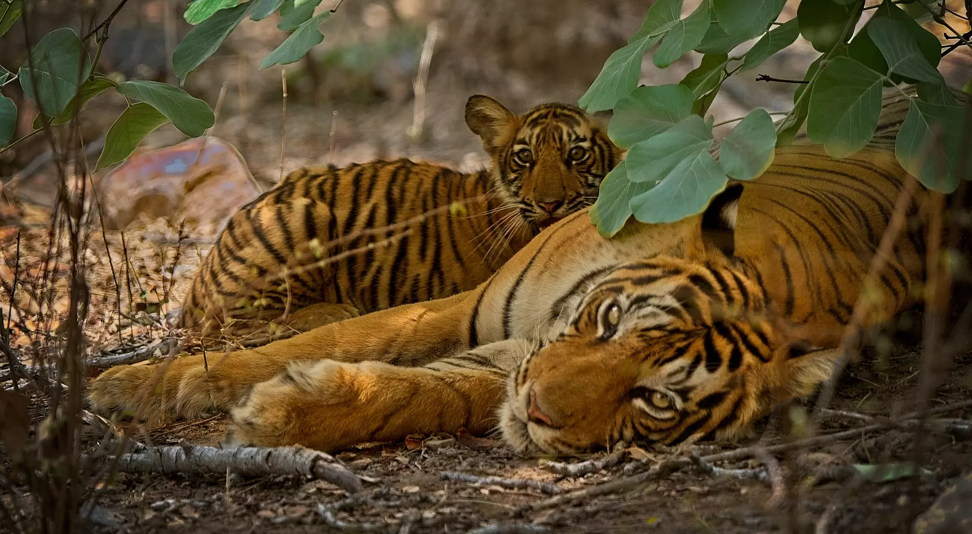 Ranthambore National Park