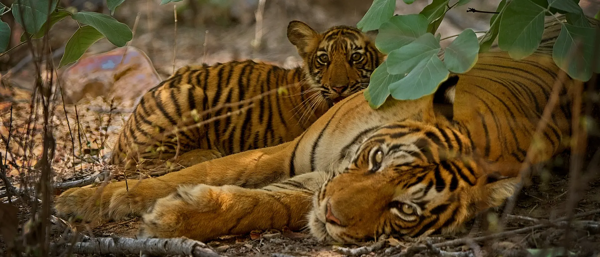 Ranthambore National Park