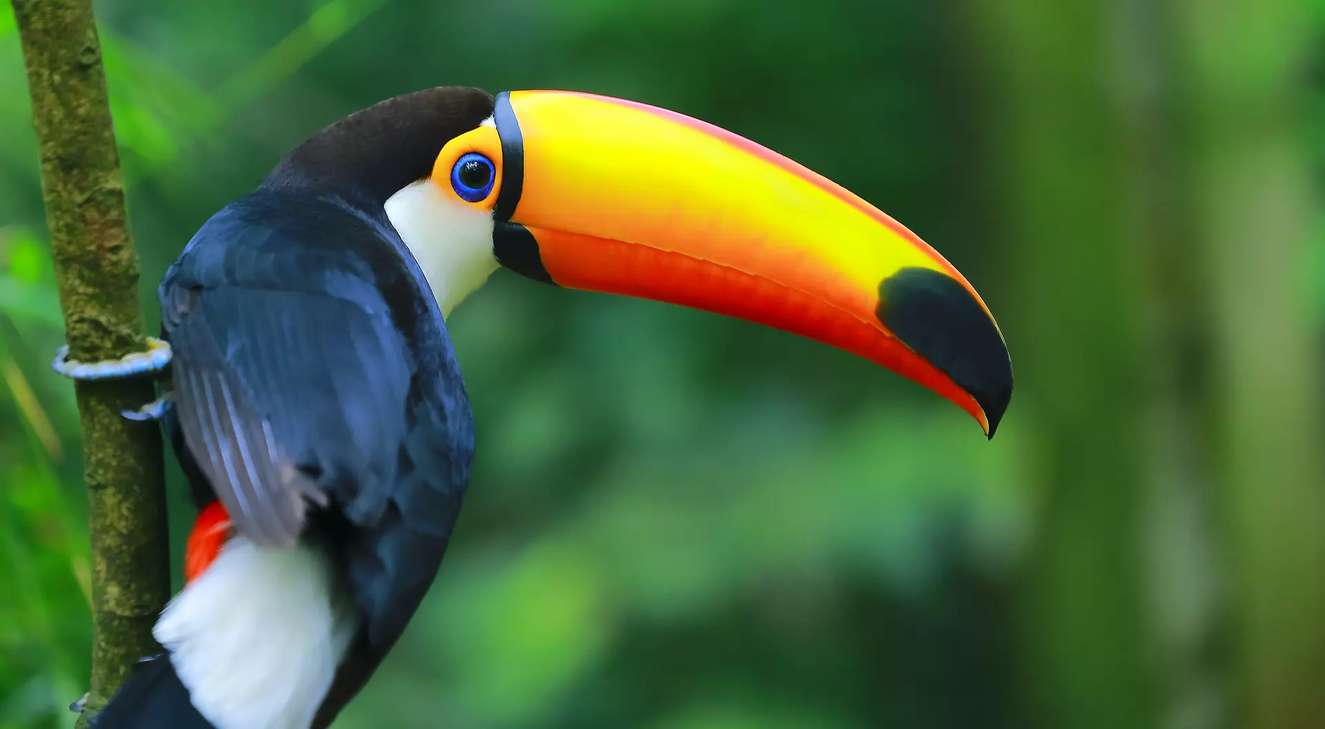 Toucan in the Brazilian Amazon