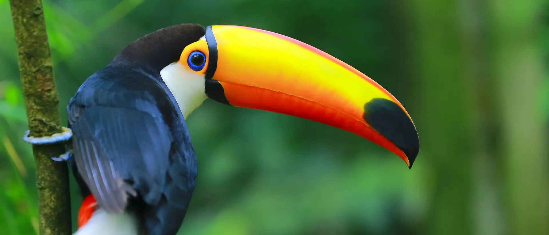 Toucan in the Brazilian Amazon
