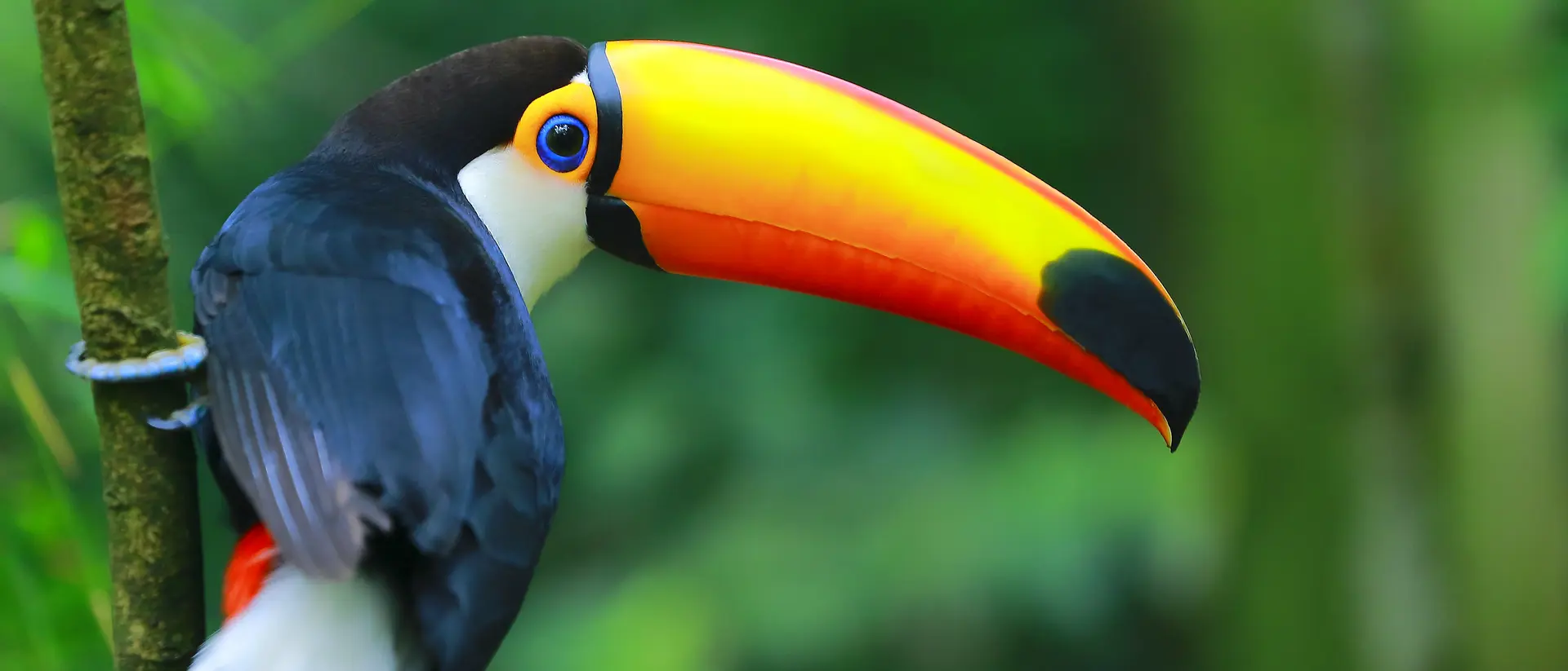 Toucan in the Brazilian Amazon