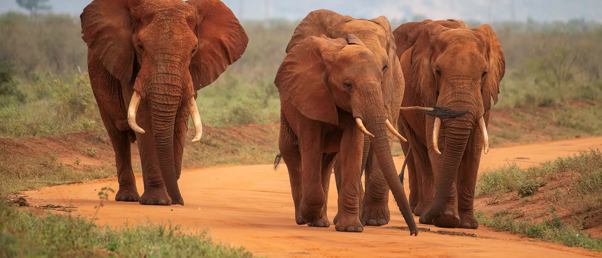 Tsavo National Park, Kenya