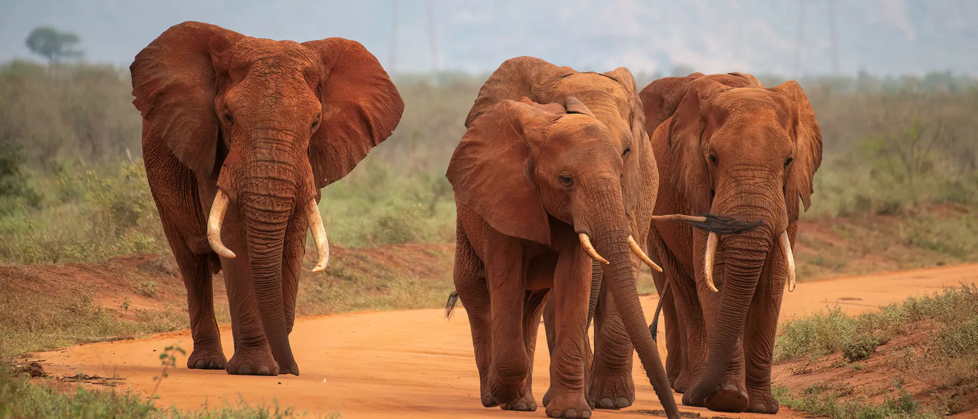 Tsavo National Park, Kenya