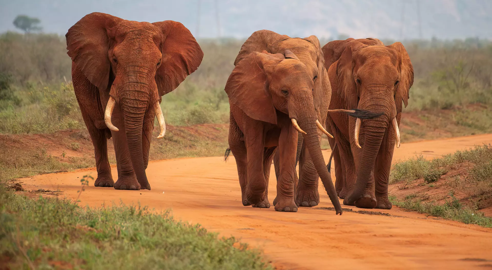 Tsavo National Park, Kenya