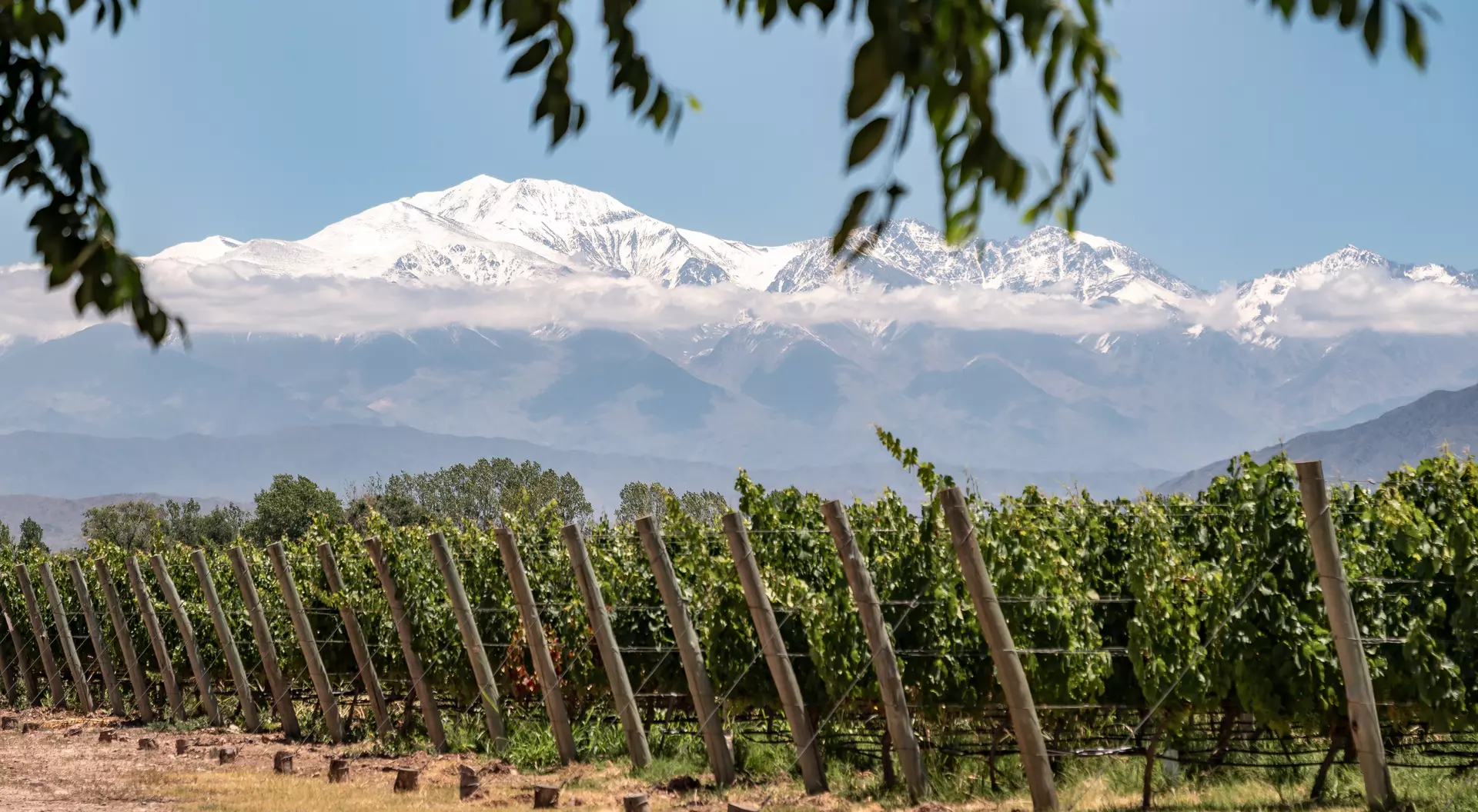 Mendoza Vineyards, Argentina