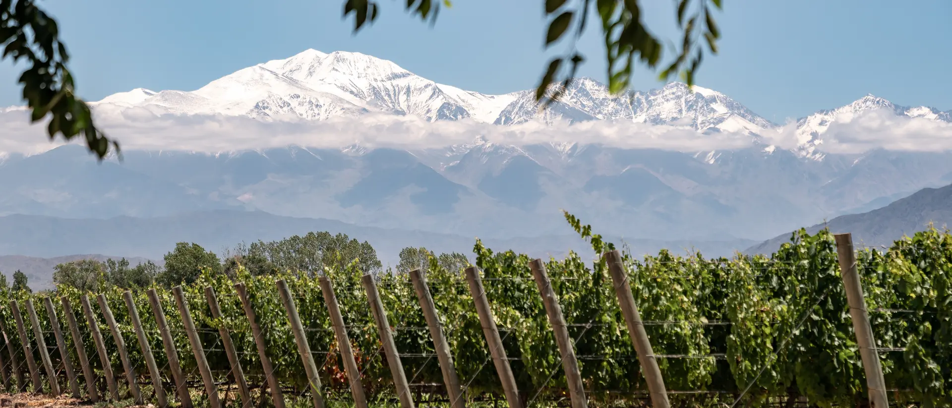 Mendoza Vineyards, Argentina
