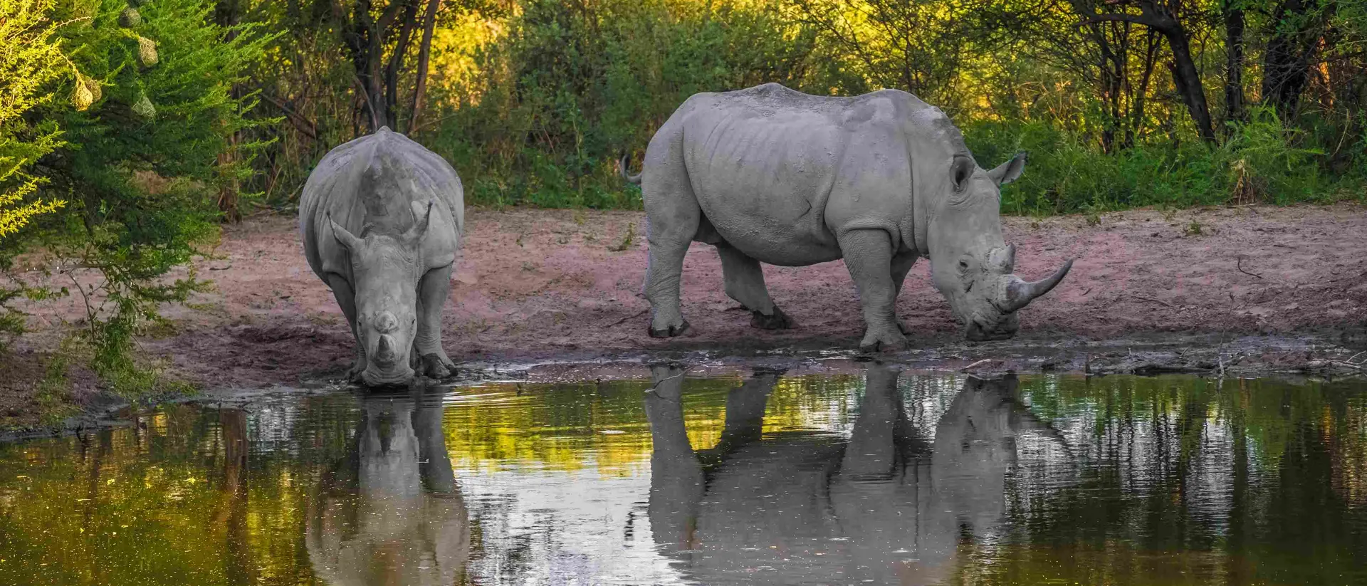 The white or square-lipped rhino