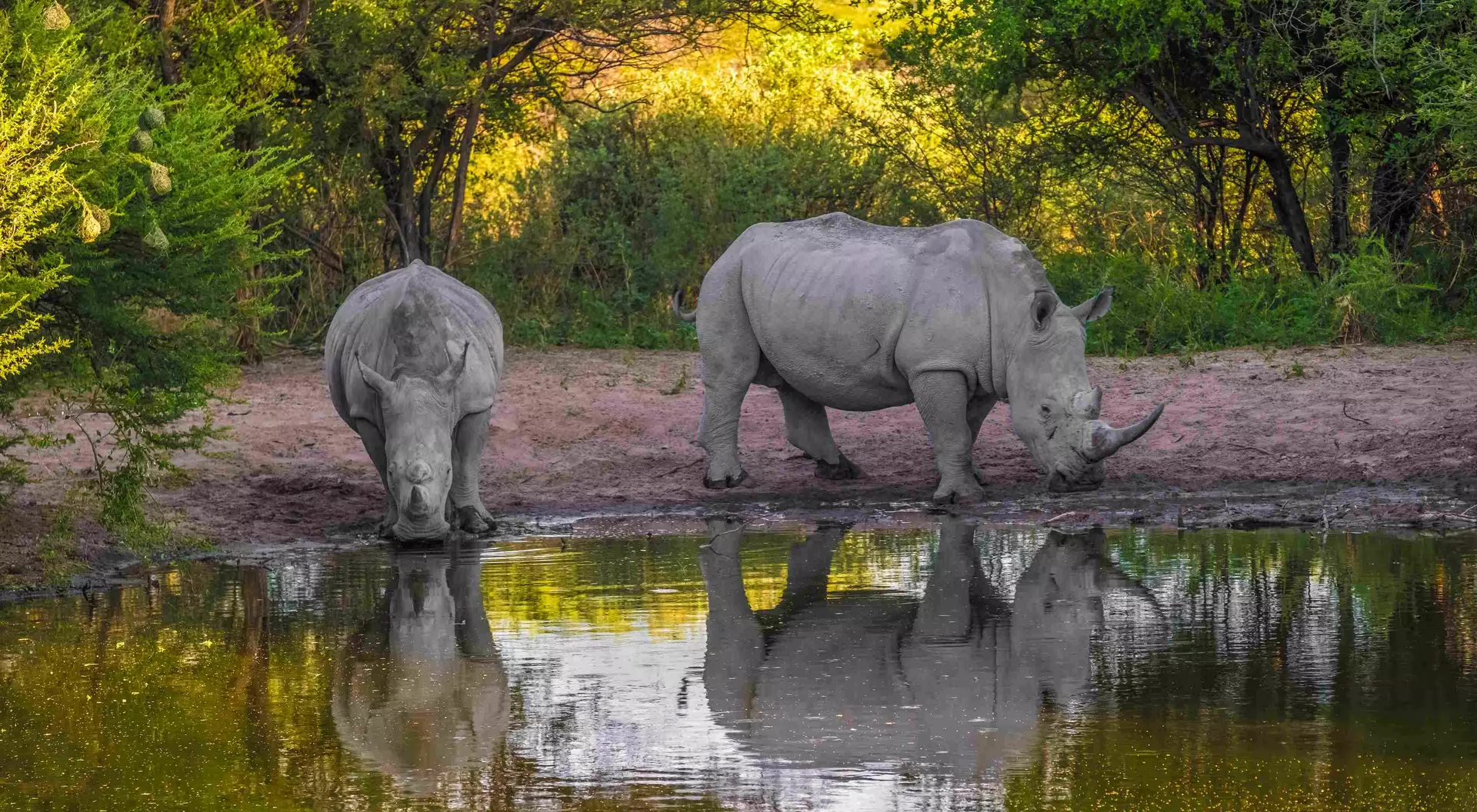 The white or square-lipped rhino