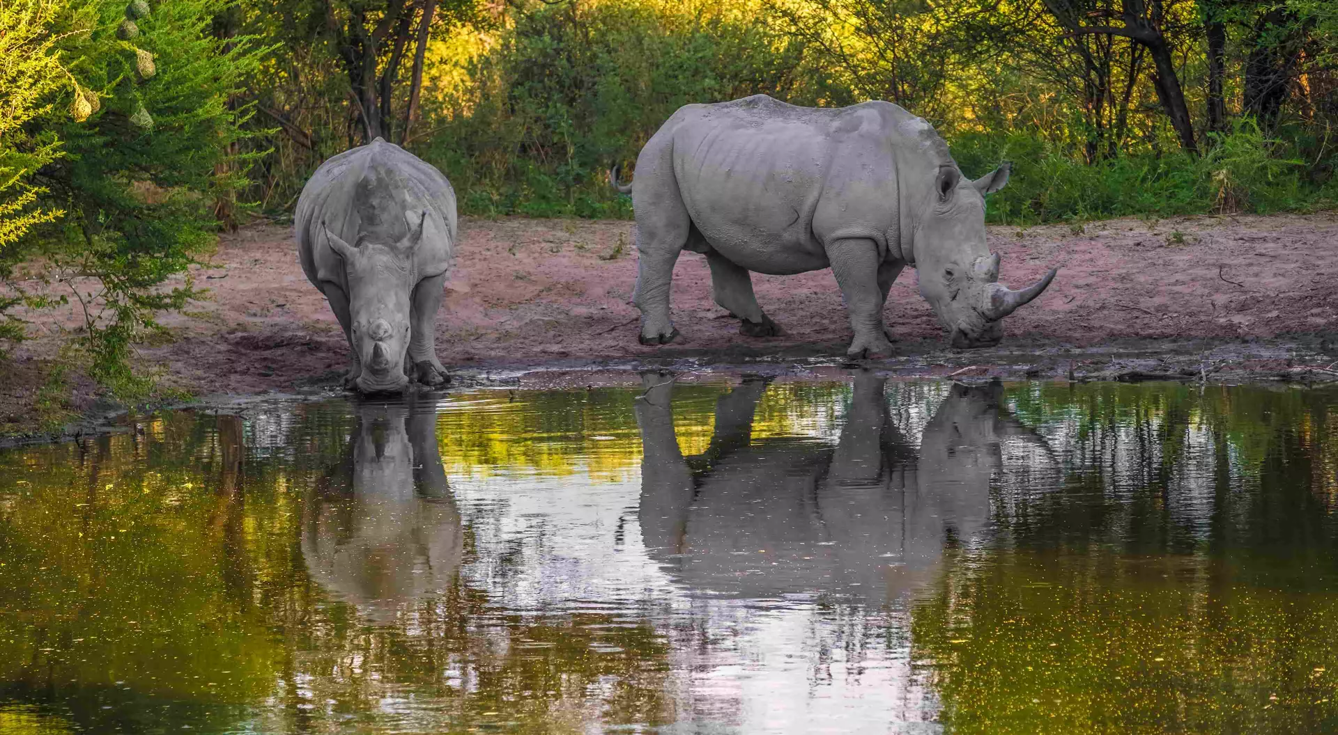 The white or square-lipped rhino