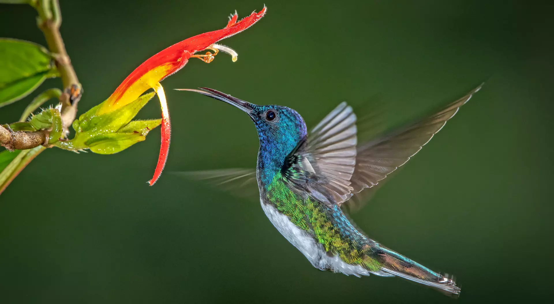 White-Necked Jacobin, Costa Rica