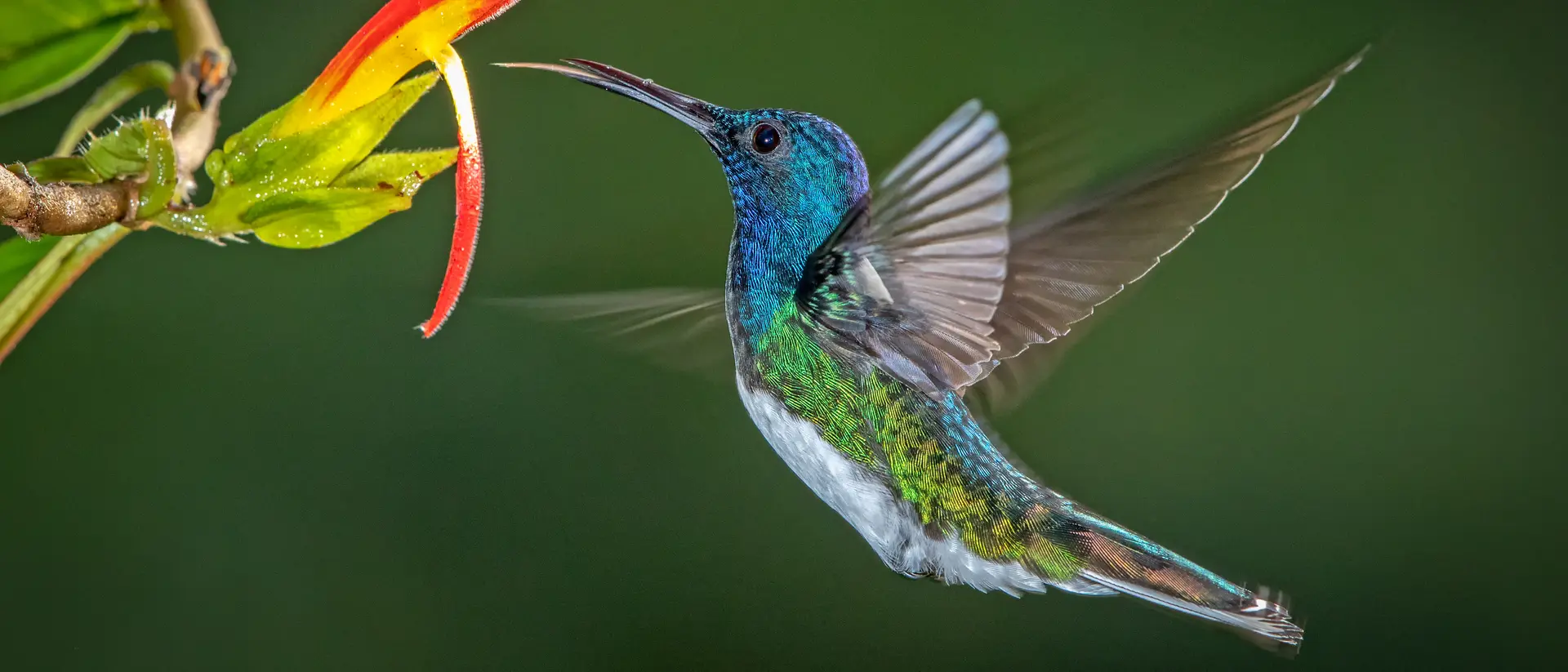 White-Necked Jacobin, Costa Rica