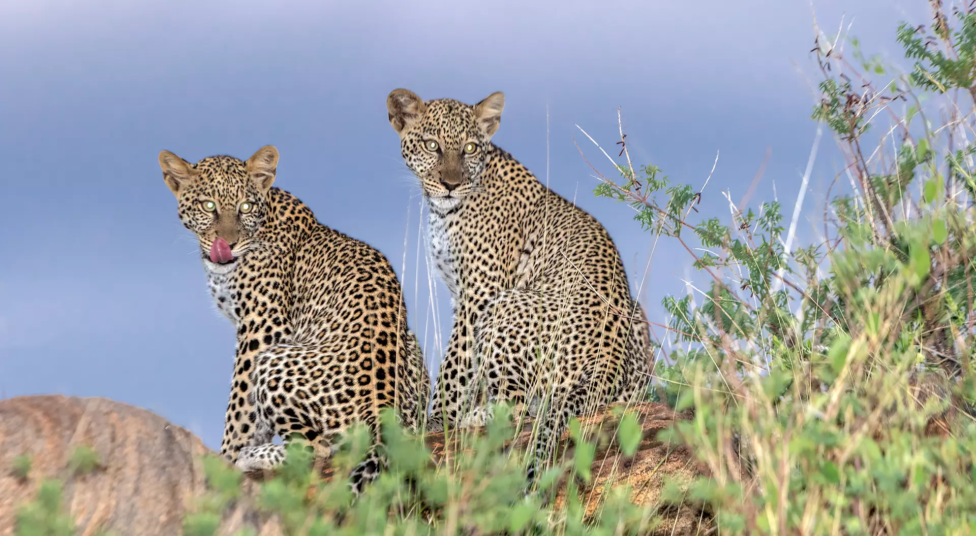 Young Leopards Amazulu Private Game Reserve