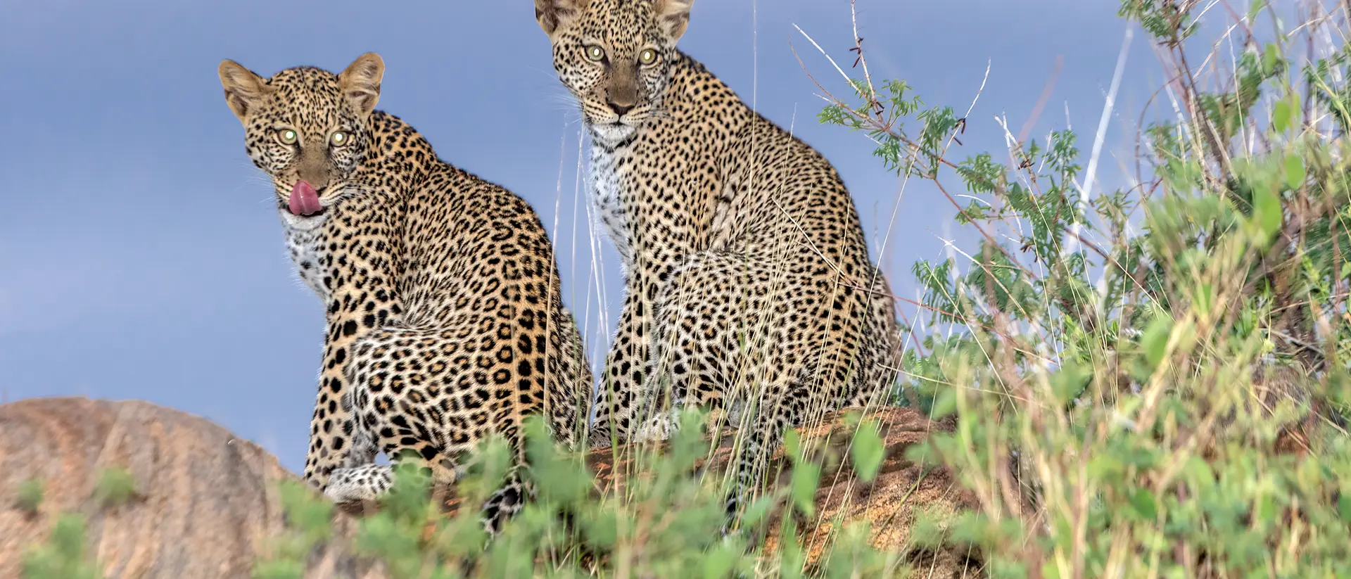 Young Leopards Amazulu Private Game Reserve