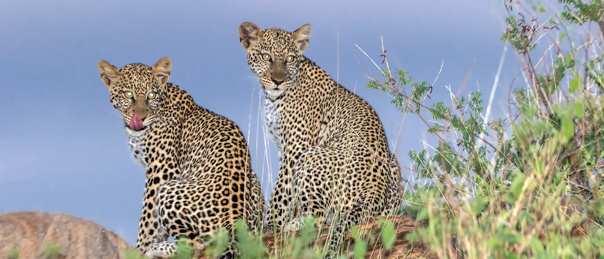 Young Leopards Amazulu Private Game Reserve