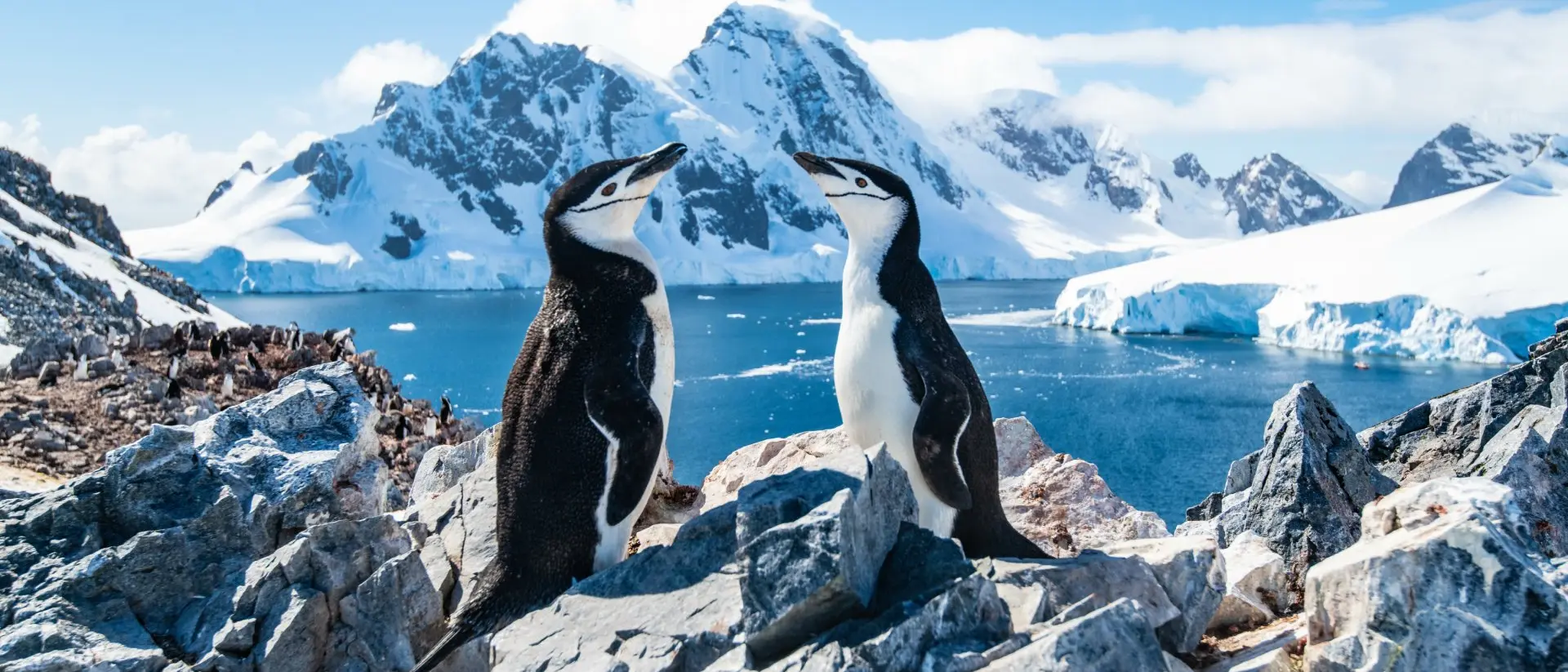 chinstrap penguins on rocks with icy backdrop of Antarctica