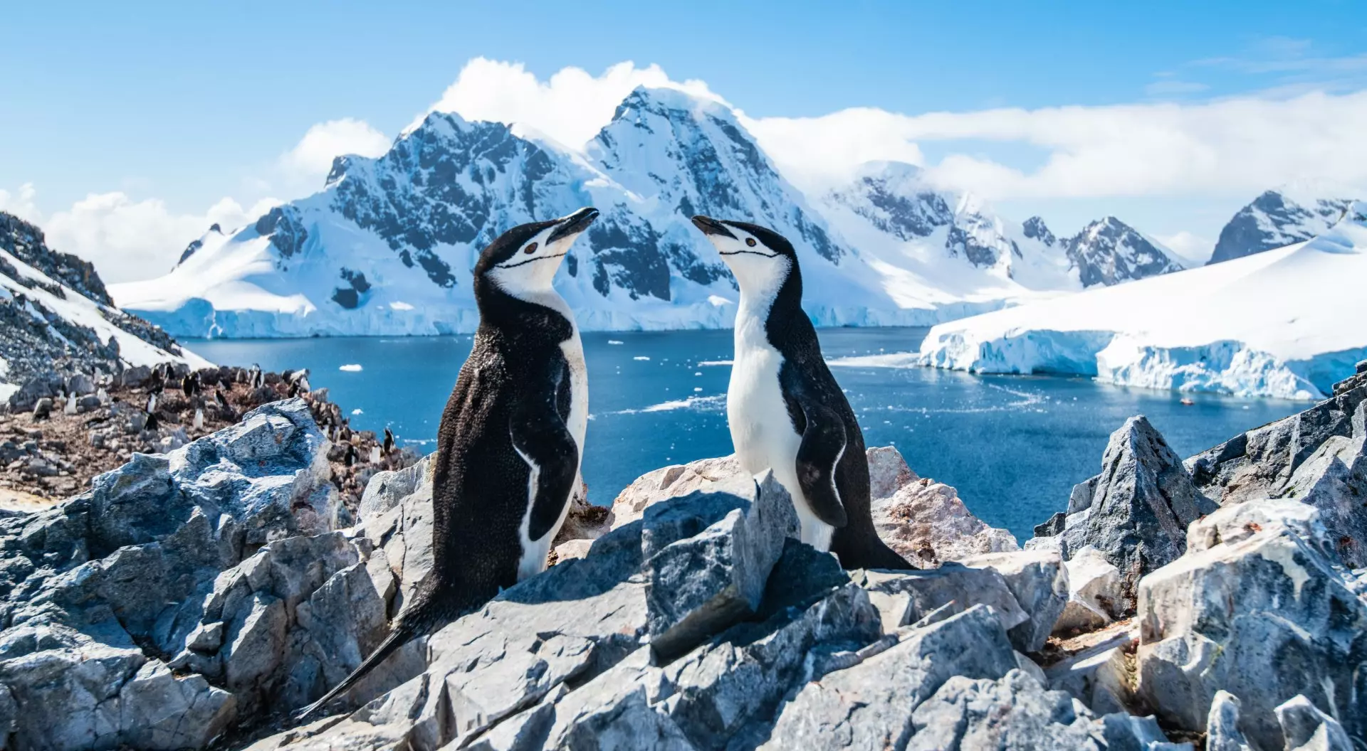 chinstrap penguins on rocks with icy backdrop of Antarctica