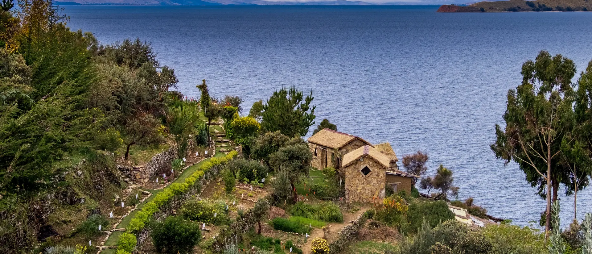 View of Lake Titicaca from Isla del Sol, animal-shaped tree and in the background the Bolivian snowfall
