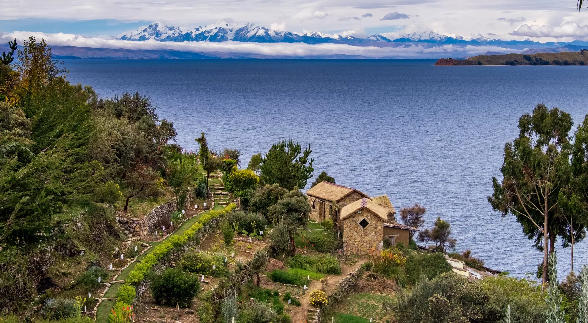 View of Lake Titicaca from Isla del Sol, animal-shaped tree and in the background the Bolivian snowfall