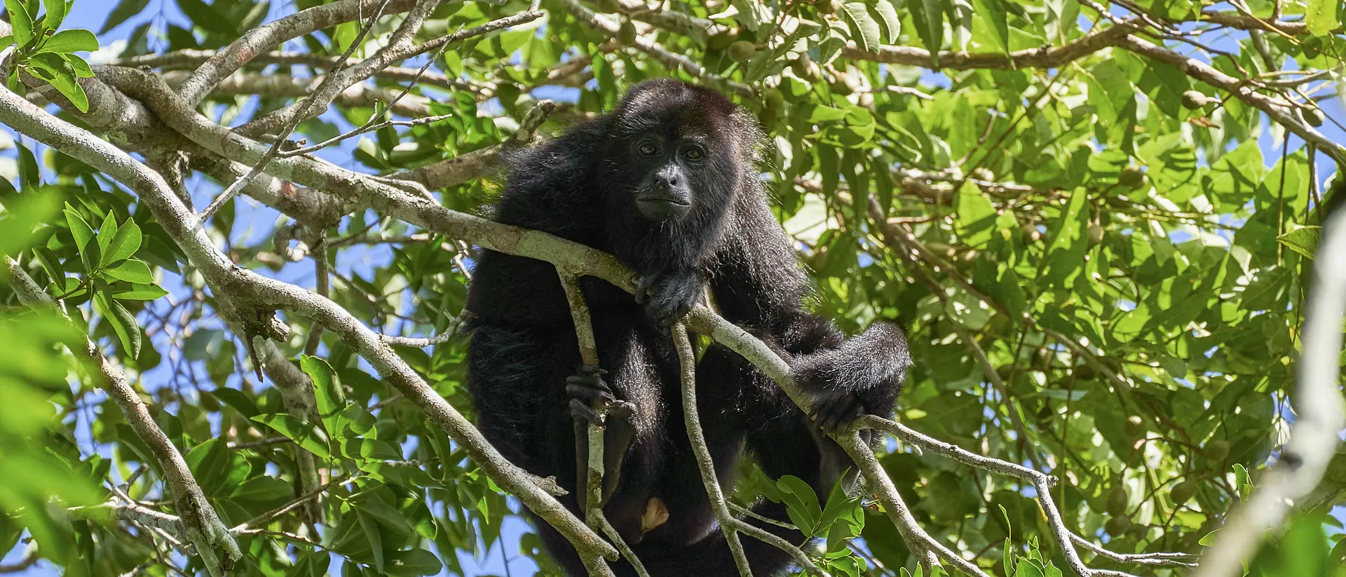 Wild Yucatan black howler monkey in the Mountain Pine Ridge Forest Reserve in the Caribbean Nation of Belize