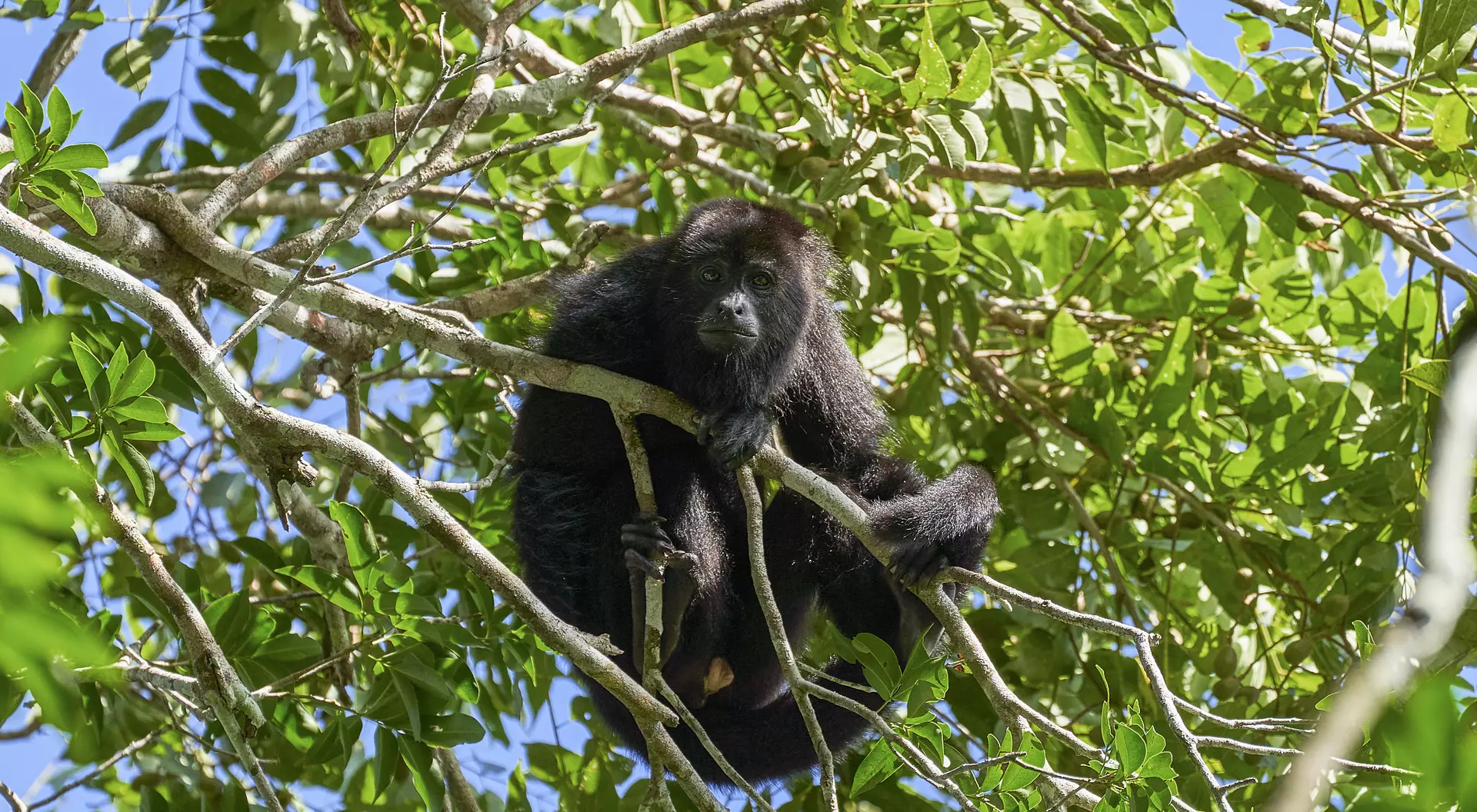 Wild Yucatan black howler monkey in the Mountain Pine Ridge Forest Reserve in the Caribbean Nation of Belize