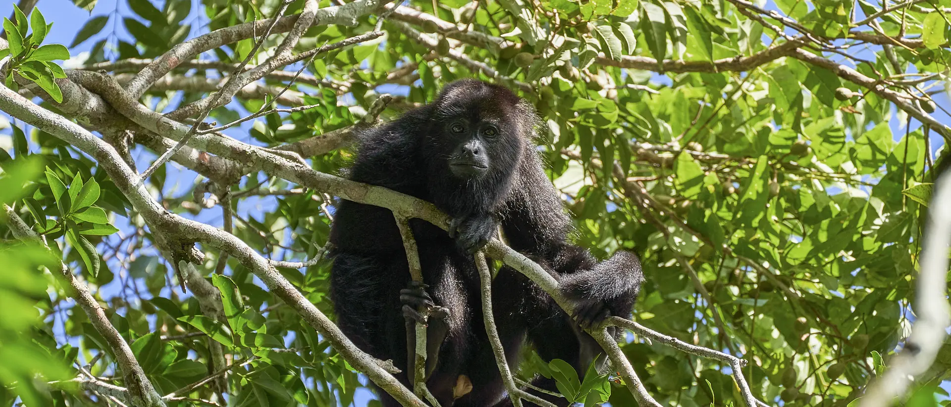 Wild Yucatan black howler monkey in the Mountain Pine Ridge Forest Reserve in the Caribbean Nation of Belize