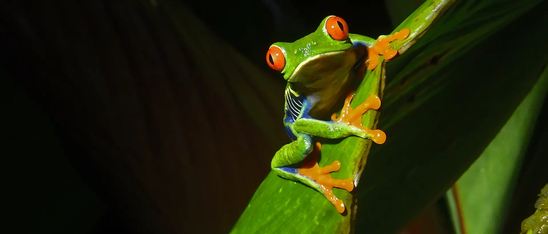 A Red-eyed tree frog at is seen at night on a plant leaf. The red eyed tree frog is very iconic in Central America.
